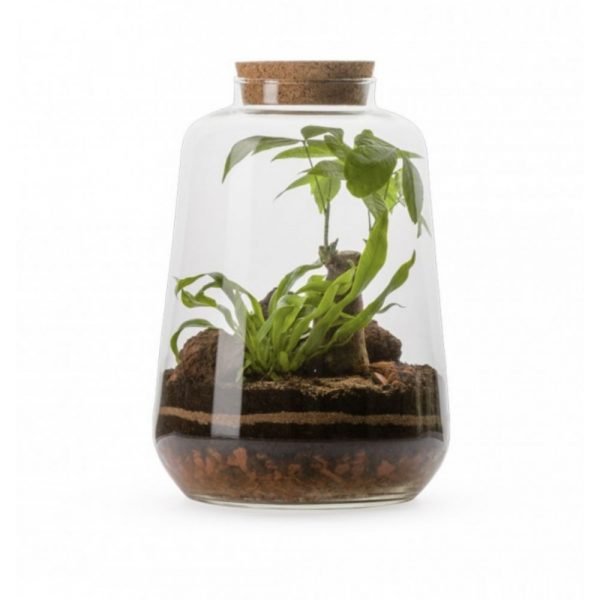 TERRARIUM NAKAPE MIXTE M