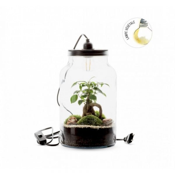 TERRARIUM KRAFT L GINSENG