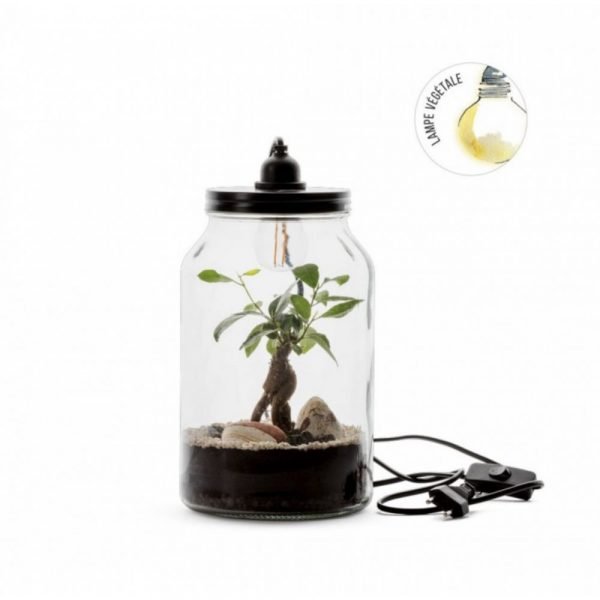 TERRARIUM KRAFT M GINSENG