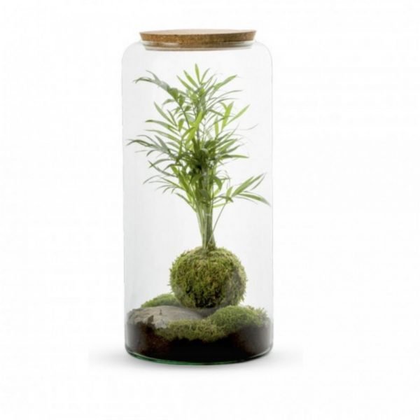 TERRARIUM MIA KOKEDAMA CHAMAE L