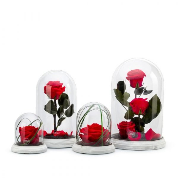 VERRINE STAB - CLOCHE CIM S