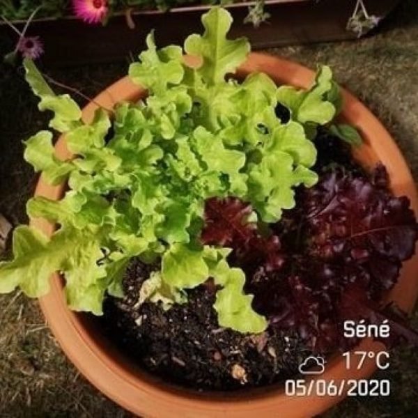 GIRAFES CARTE À PLANTER