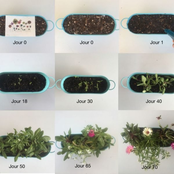 JE T'AI DIT QUE JE T'AIME CARTE À PLANTER