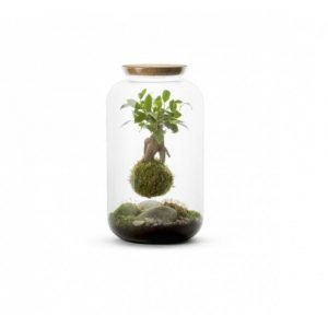 BONBONNE M - KOKEDAMA GINSENG SUSPENDU