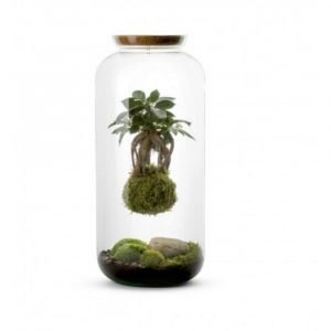 BONBONNE L - KOKEDAMA GINSENG SUSPENDU