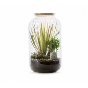 TERRARIUM BONBONNE MIX - TAILLE M