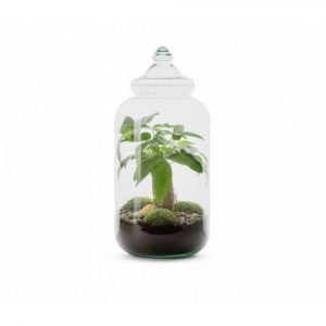 TERRARIUM BONBONNE M PACHIRA - BOUCHON EN VERRE