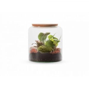 TERRARIUM MIA MIX BOUCHON LIEGE - TAILLE S
