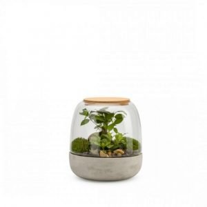 TERRARIUM FICUS OPENDO BOUCHON LIEGE - TAILLE S