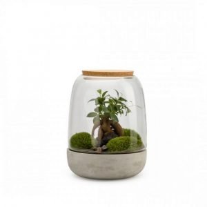 TERRARIUM FICUS OPENDO BOUCHON LIEGE - TAILLE M