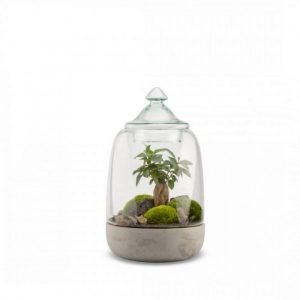 TERRARIUM FICUS OPENDO BOUCHON VERRE - TAILLE M