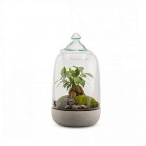 TERRARIUM FICUS OPENDO BOUCHON VERRE - TAILLE L