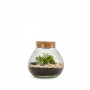 TERRARIUM BULLE LIGHT MIX - TAILLE S