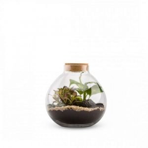 TERRARIUM BULLE LIGHT MIX - TAILLE L
