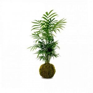 KOKEDAMA - CHAMAEDOREA