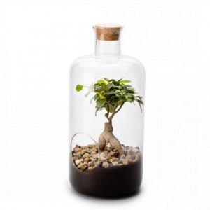 TERRARIUM FICUS MEDICINE - XL