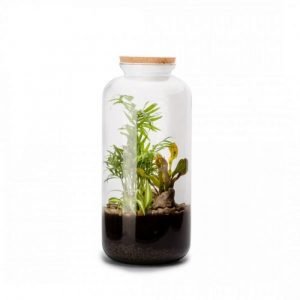TERRARIUM BONBONNE MIX - TAILLE L