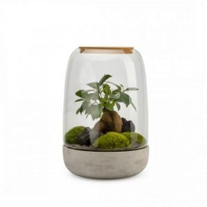 TERRARIUM FICUS OPENDO BOUCHON LIEGE - TAILLE L