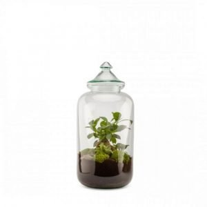 BONBONNE M GINSENG - BOUCHON VERRE