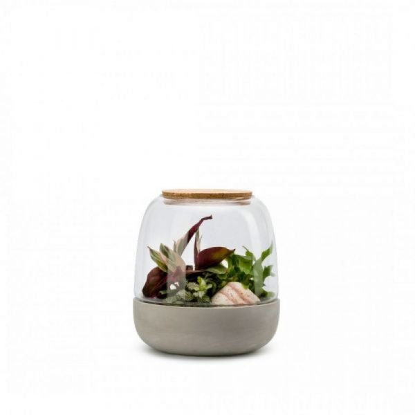 TERRARIUM MIXTE OPENDO BOUCHON LIEGE - TAILLE S