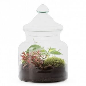 TERRARIUM MIXTE HIYO TAILLE S