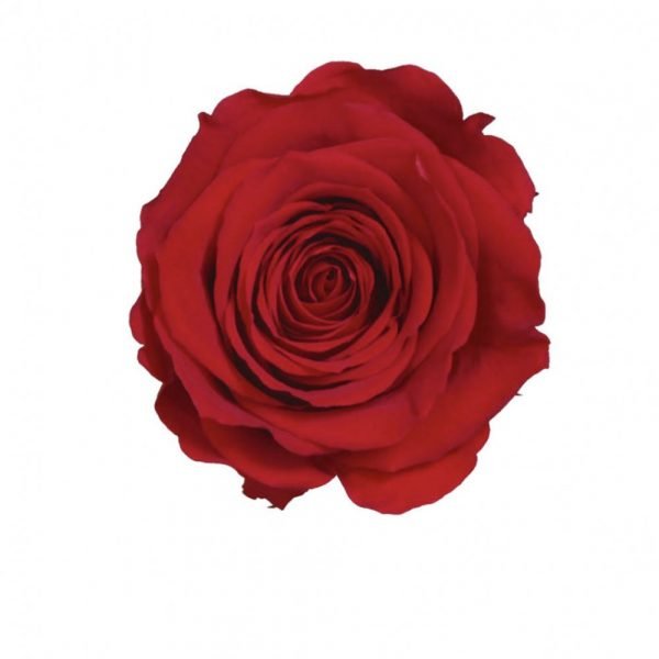 ROSE ROUGE AVEC TIGE STABILISE