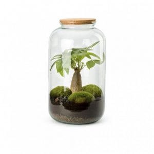 TERRARIUM BONBONNE M PACHIRA