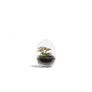 JURASSIC LAB FITTONIA - MEDIUM