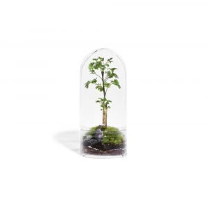 JUNGLE ROCKET POLYSCIAS - MEDIUM