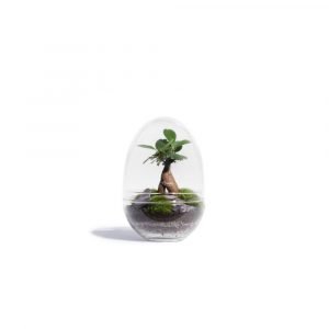 JURASSIC LAB FICUS MICROCARPA 6 cm - LARGE