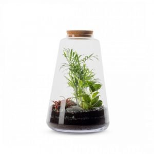 TERRARIUM MINATA L