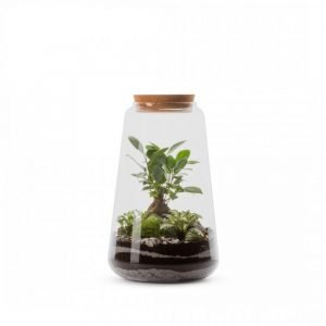 TERRARIUM MINATA M GINSENG