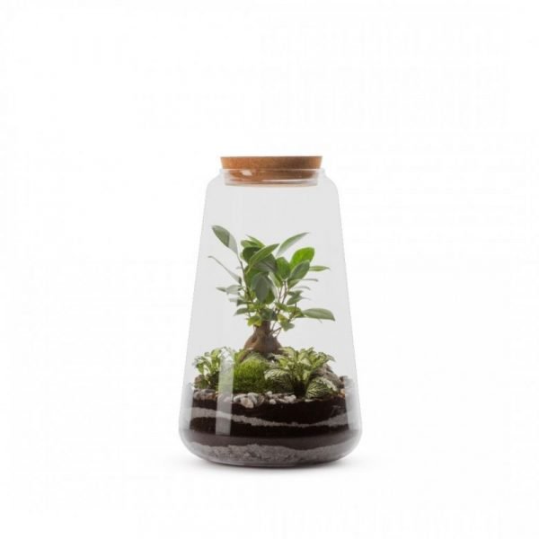 TERRARIUM MINATA M GINSENG