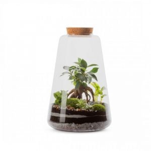 TERRARIUM MINATA GINSENG - TAILLE L