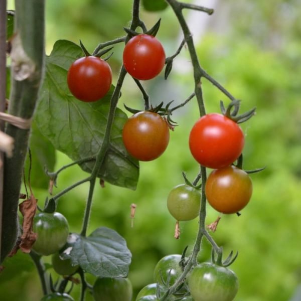 MES PETITES TOMATES - POT TERRE CUITE 8 CM