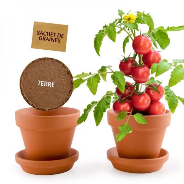 MES PETITES TOMATES - POT TERRE CUITE 8 CM