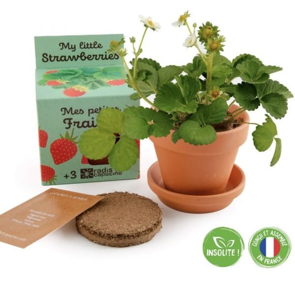 MON PETIT FRAISIER - POT 8 CM