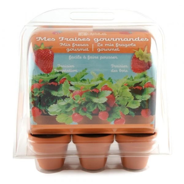 MINI SERRE 6 POTS FRAISIERS