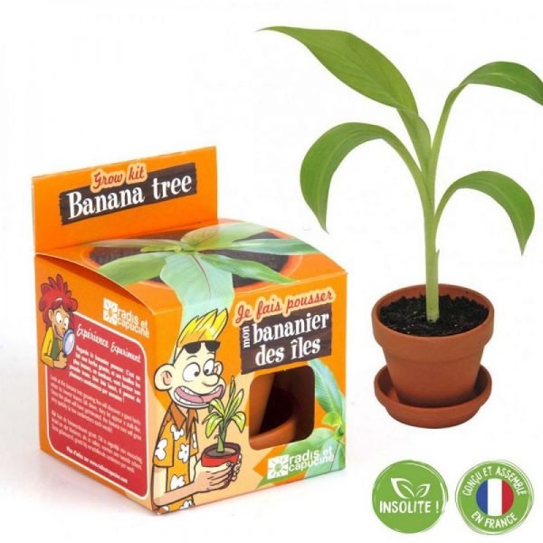 BANANIER A PLANTER