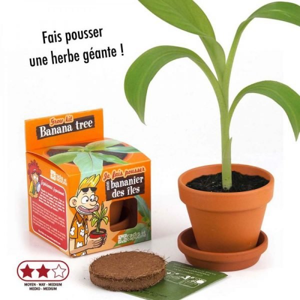 BANANIER A PLANTER