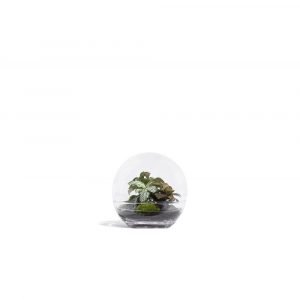 FOREST MOON FITTONIA - SMALL